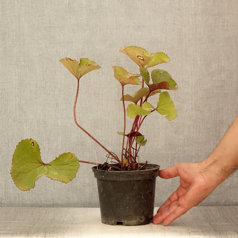 Example of Ligularia hessei Lanternchern - Hesses-Goldkolben Topf mit 2L/3L as you get in ete