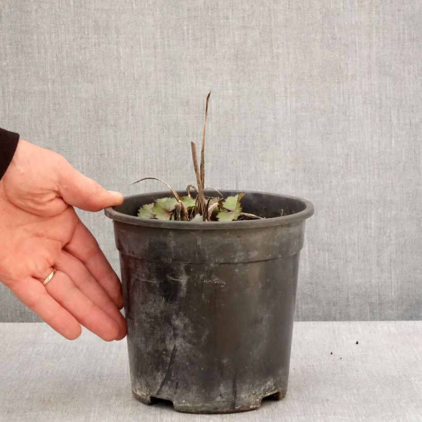 Exemplar von Ligularia hessei Lanternchern - Hesses-Goldkolben Topf mit 2L/3L wie im Frühjahr geliefert