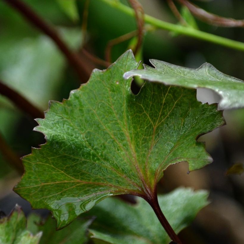 Ligularia Osiris Cafe Noir - Goldkolben (Foliage)