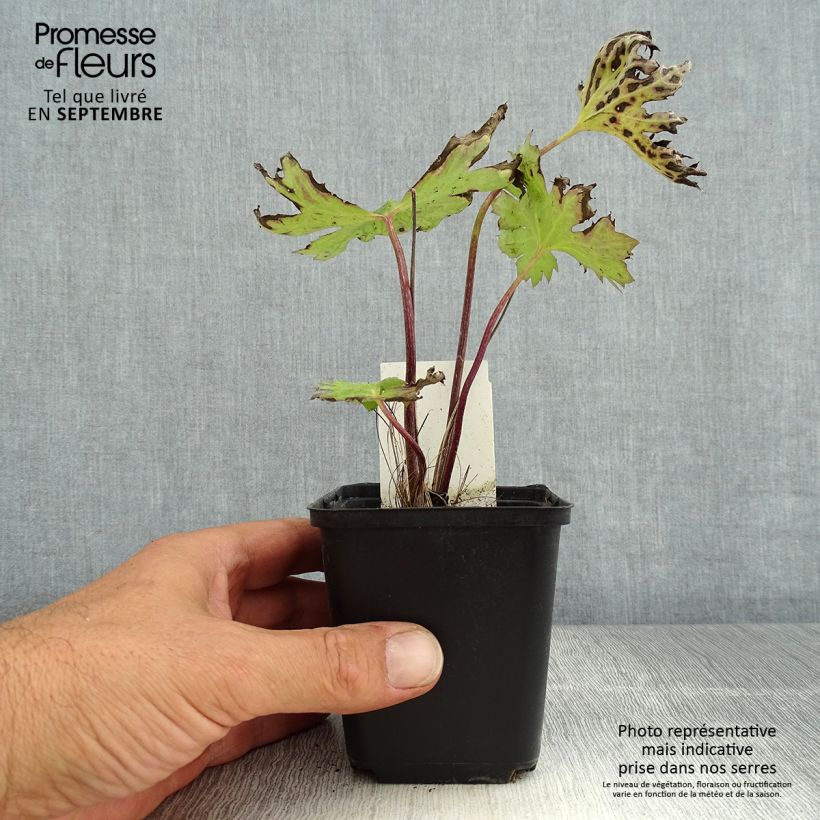 Example of Ligularia przewalskii - Kerzen-Greiskraut Kleine Töpfe von 8/9 cm as you get in ete