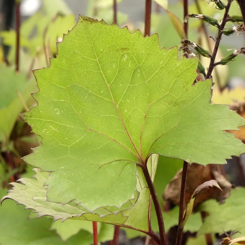 Ligularia stenocephala Little Rocket - Kerzen-Goldkolben (Foliage)