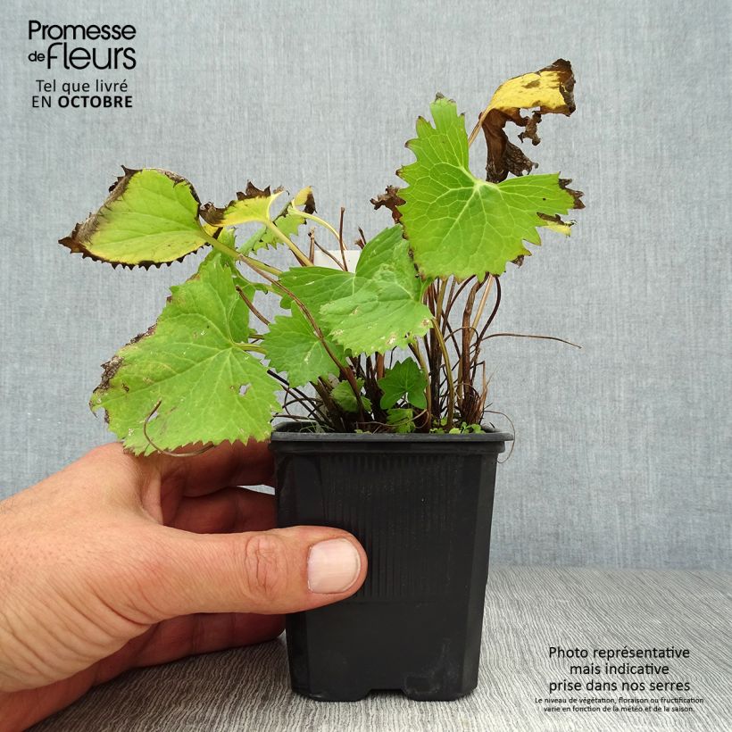 Example of Ligularia stenocephala The Rocket - Kerzen-Goldkolben Kleine Töpfe von 8/9 cm as you get in automne