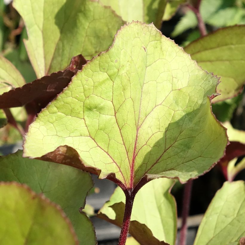 Ligularia dentata Garden Confetti - Strauß-Goldkolben (Foliage)