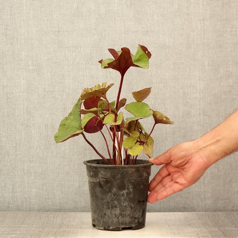 Example of Ligularia dentata Garden Confetti - Strauß-Goldkolben Topf mit 2L/3L as you get in ete