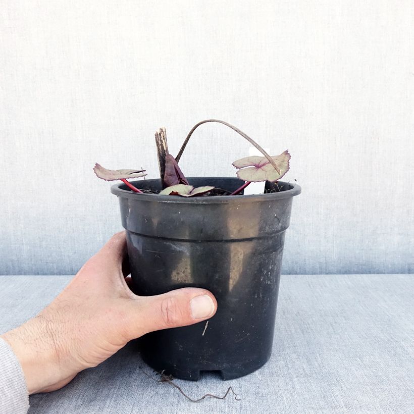 Exemplar von Ligularia dentata Garden Confetti - Strauß-Goldkolben Topf mit 2L/3L wie im Frühjahr geliefert