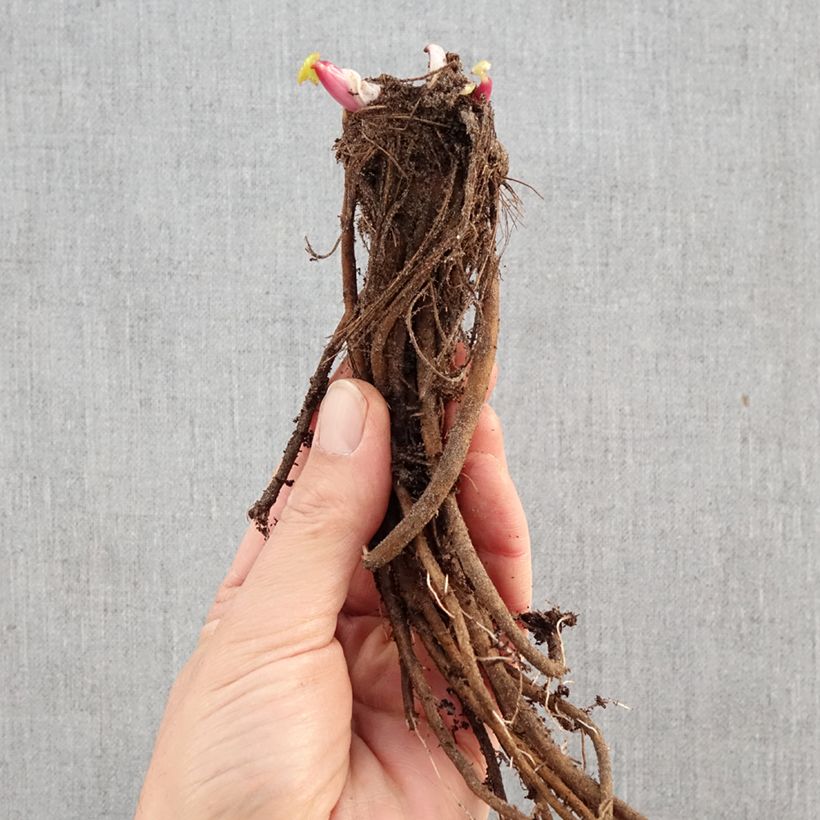 Exemplar von Ligularia dentata - Strauß-Goldkolben Wurzelnackt wie im Winter geliefert