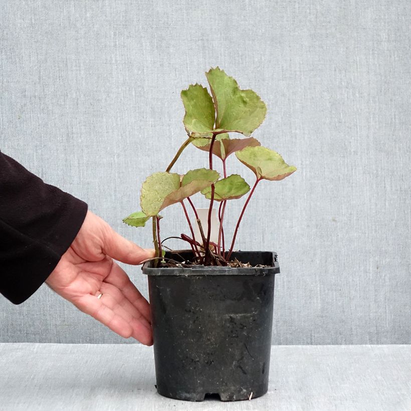 Exemplar von Ligularia dentata Othello - Strauß-Goldkolben Topf mit 2L/3L wie im Herbst geliefert