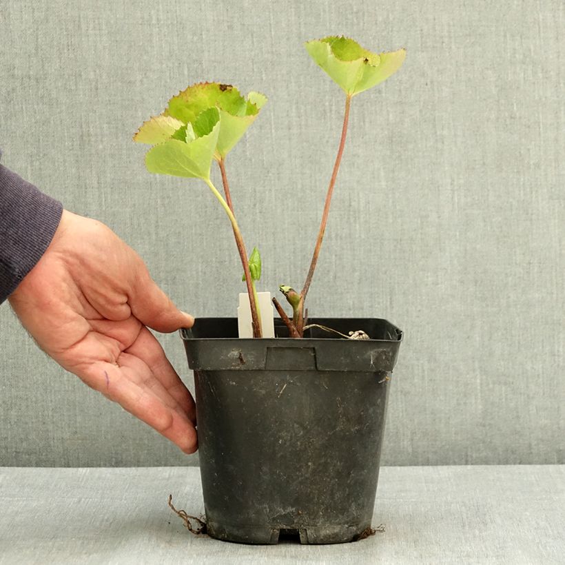Exemplar von Ligularia dentata Othello - Ligulaire Pot de 2L/3L wie im Sommer geliefert
