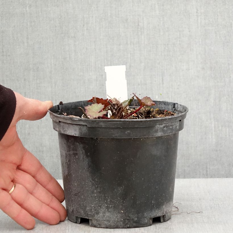 Exemplar von Ligularia dentata Othello - Strauß-Goldkolben Topf mit 2L/3L wie im Frühjahr geliefert