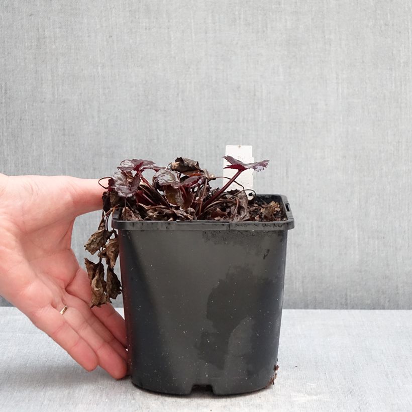 Exemplar von Ligularia dentata Pandora - Strauß-Goldkolben Topf mit 2L/3L wie im Winter geliefert