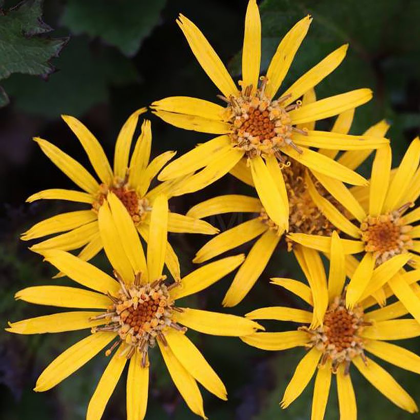 Ligularia dentata Little Golden Ray - Strauß-Goldkolben (Flowering)