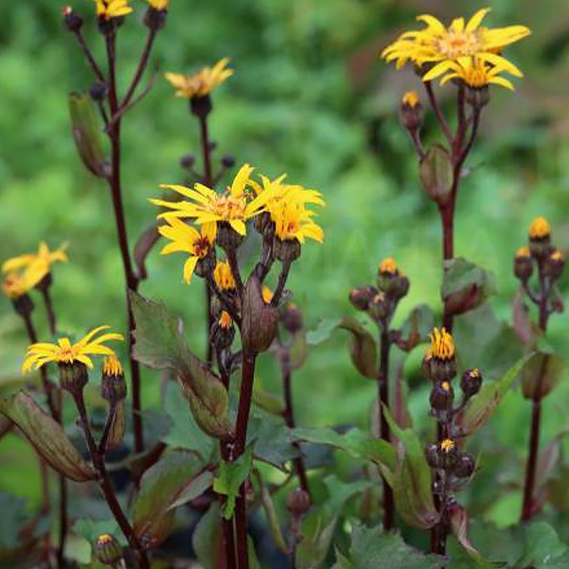Ligularia dentata Little Golden Ray - Strauß-Goldkolben (Plant habit)