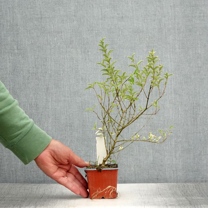Example of Liguster Musli - Ligustrum ibota Kleine Töpfe von 8/9 cm as you get in ete