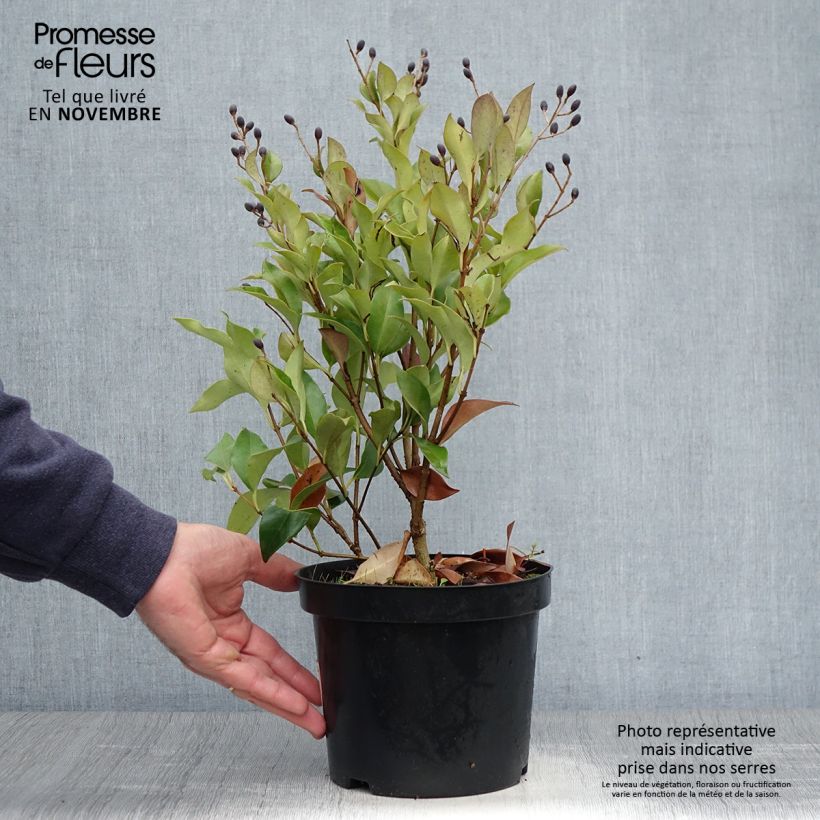 Example of Japanischer Liguster Green Century - Ligustrum japonicum Topf mit 2L/3L as you get in automne
