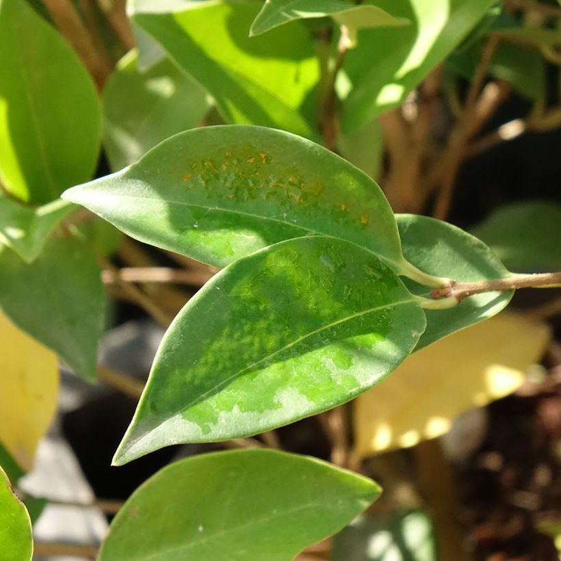 Japanischer Liguster Korean Dwarf - Ligustrum japonicum (Foliage)