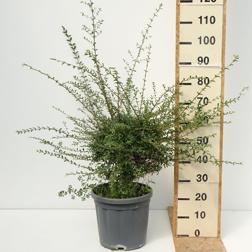Example of Liguster - Ligustrum jonandrum Topf mit 12L/15L as you get in ete