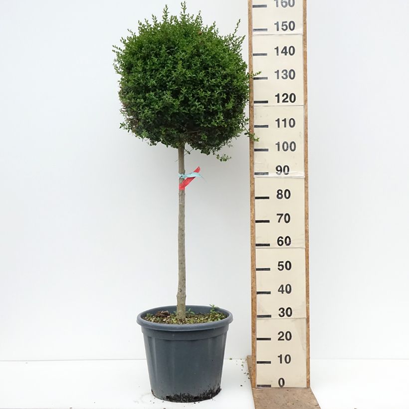 Exemplar von Liguster - Ligustrum jonandrum Topf mit 20L/25L, Halbstamm wie im Frühjahr geliefert