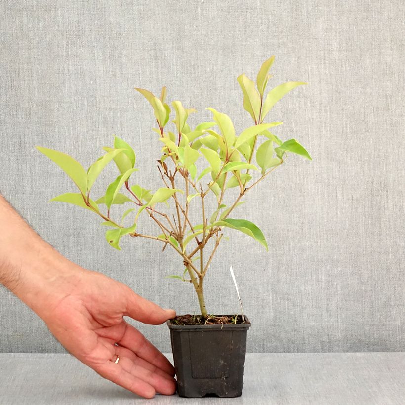 Example of Glanz-Liguster Green Screen - Ligustrum lucidum Kleine Töpfe von 8/9 cm as you get in ete