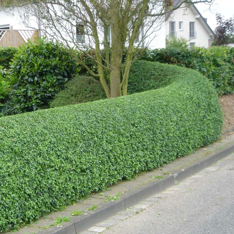 Ovalblättriger Liguster - Ligustrum ovalifolium (Plant habit)