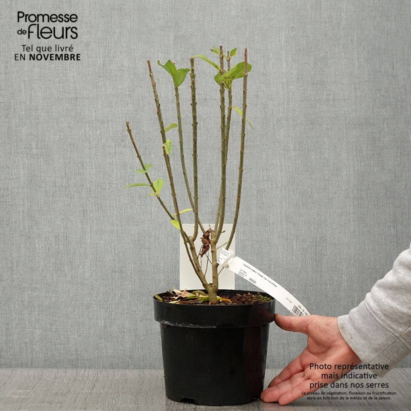 Example of Gemeiner Liguster Straight Talk - Ligustrum vulgare Topf mit 3L/4L as you get in automne