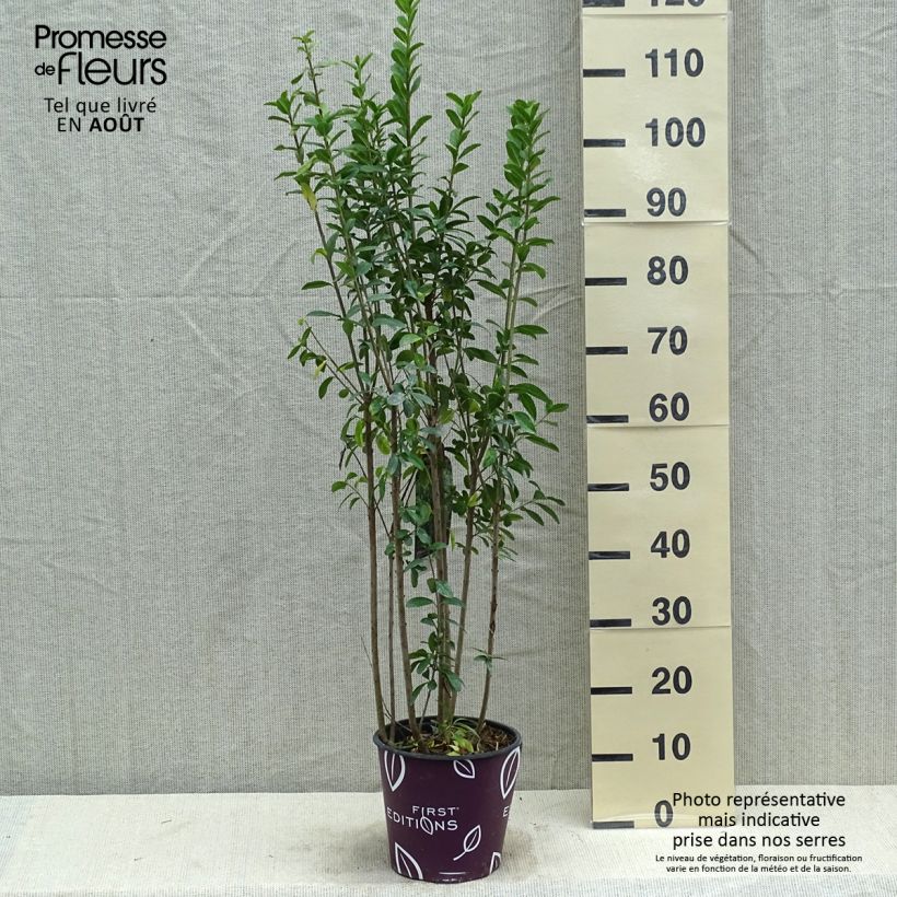 Exemplar von Gemeiner Liguster Straight Talk - Ligustrum vulgare Topf mit 3L/4L wie im Sommer geliefert