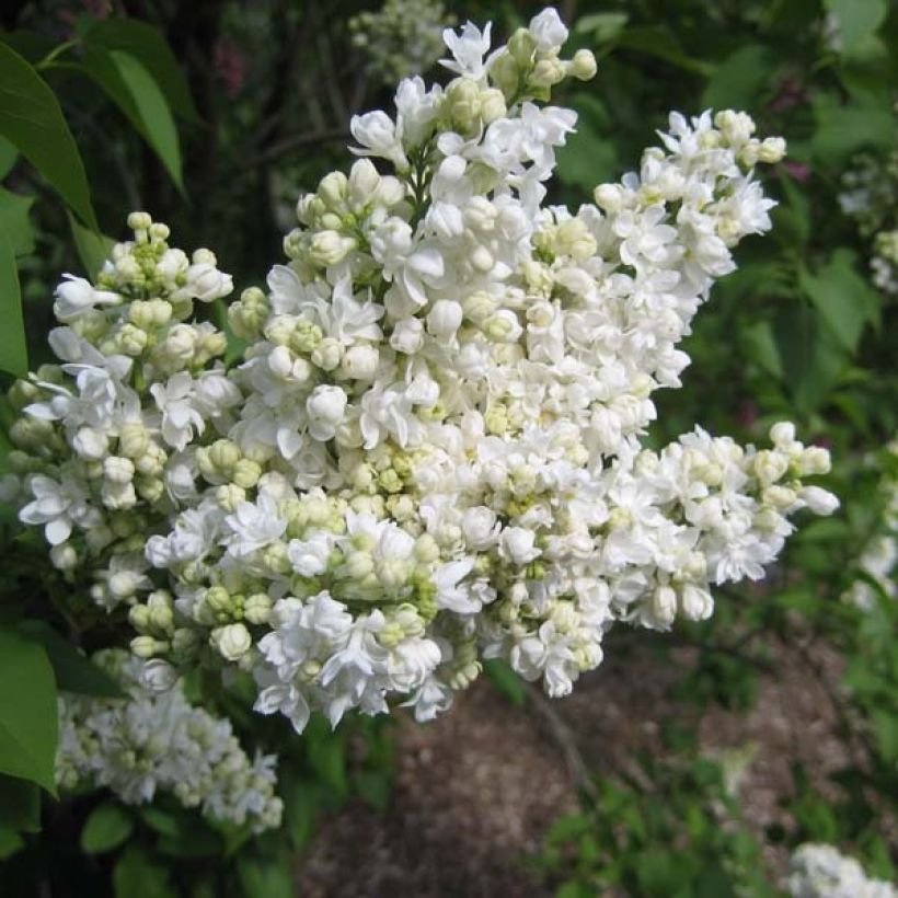 Edelflieder Madame Lemoine - Syringa vulgaris (Flowering)