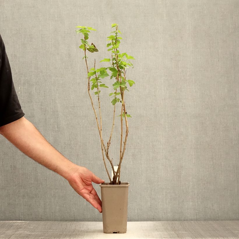 Example of Fiederblättrige Flieder - Syringa pinnatifolia Topf mit 4L/5L as you get in ete