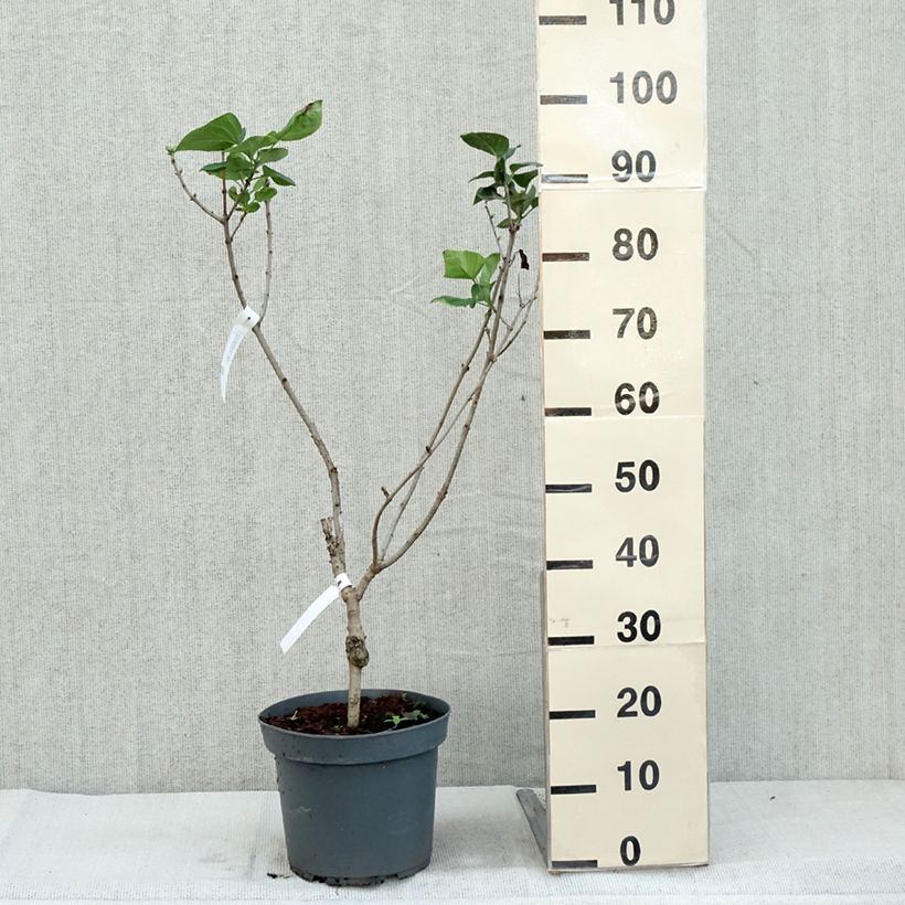 Example of Syringa (x) hyacinthiflora Esther Staley - Flieder Topf mit 12L/15L as you get in automne