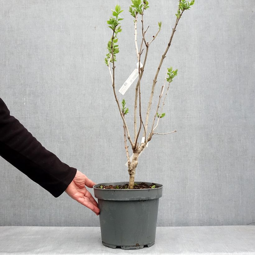 Exemplar von Syringa (x) hyacinthiflora Esther Staley - Flieder Topf mit 12L/15L, Strauch wie im Frühjahr geliefert