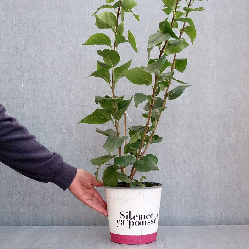 Exemplar von Flieder Maiden's Blush - Syringa hyacinthiflora Topf mit 4L/5L wie im Herbst geliefert