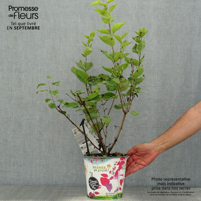 Example of Flieder Maiden's Blush - Syringa hyacinthiflora Topf mit 4L/5L as you get in ete
