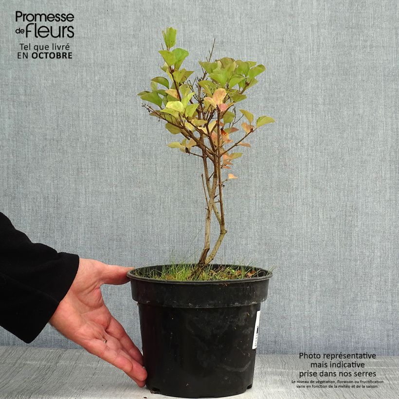 Example of Zwerg-Flieder Red Pixie - Syringa microphylla Topf mit 3L/4L as you get in automne