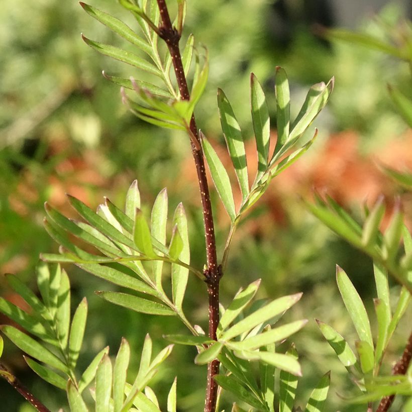 Afghanischer Flieder - Syringa afghanica (Foliage)
