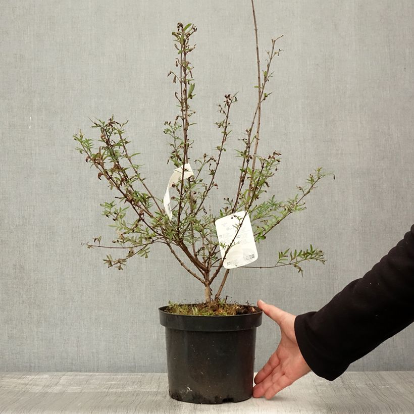 Example of Afghanischer Flieder - Syringa afghanica Topf mit 4L/5L as you get in automne