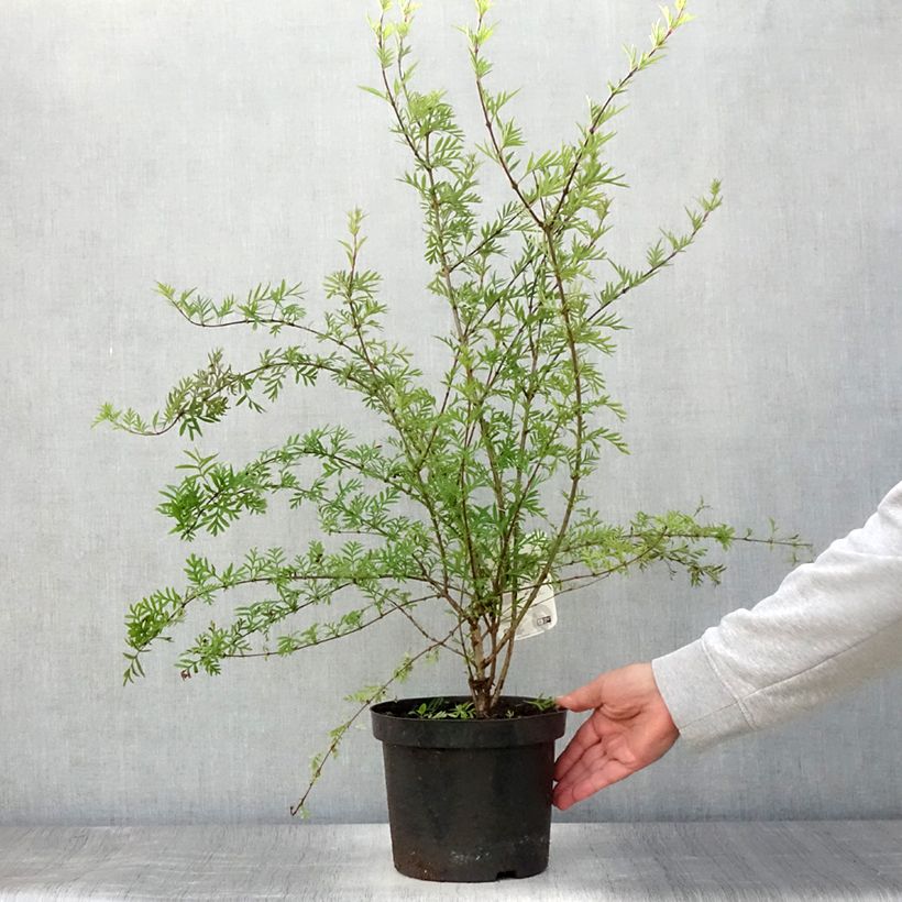 Exemplar von Afghanischer Flieder - Syringa afghanica Topf mit 4L/5L wie im Sommer geliefert