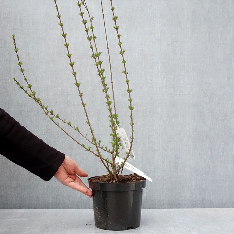 Exemplar von Afghanischer Flieder - Syringa afghanica Topf mit 4L/5L wie im Frühjahr geliefert