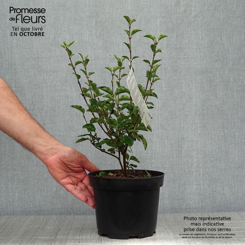 Example of Syringa Bloomerang Dark Purple - Zwerg-Duftflieder Topf mit 3L/4L as you get in automne