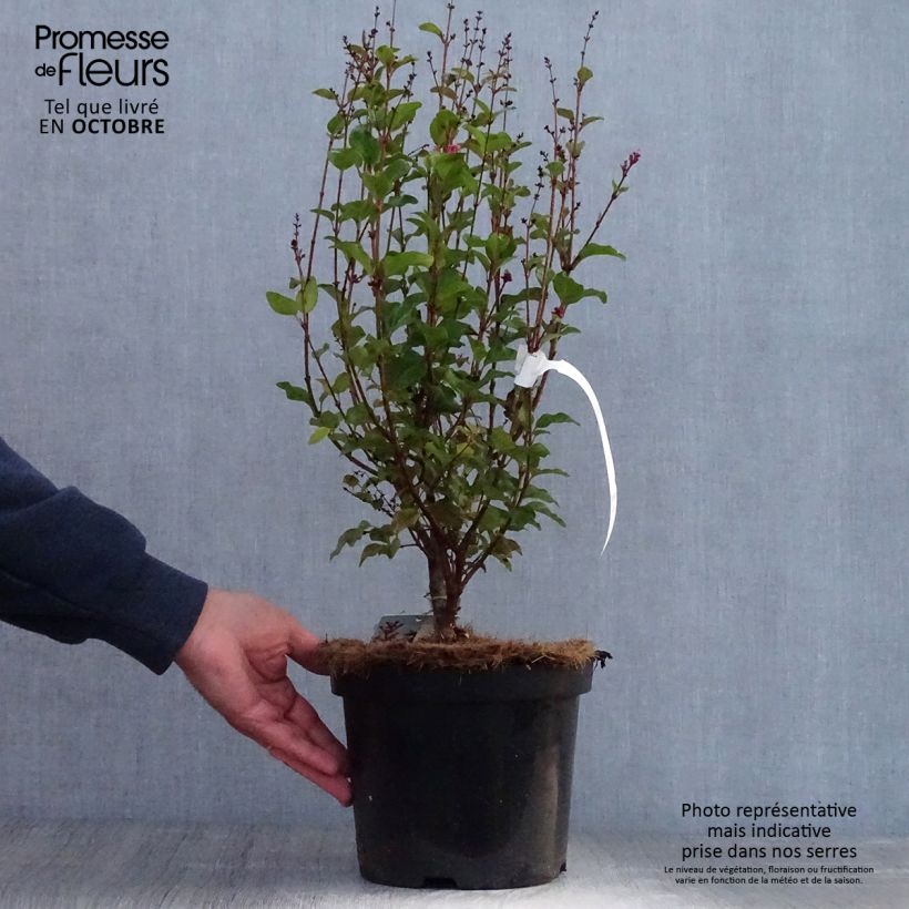 Example of Syringa Pink Perfume - Zwerg-Duftflieder Topf mit 2L/3L as you get in automne