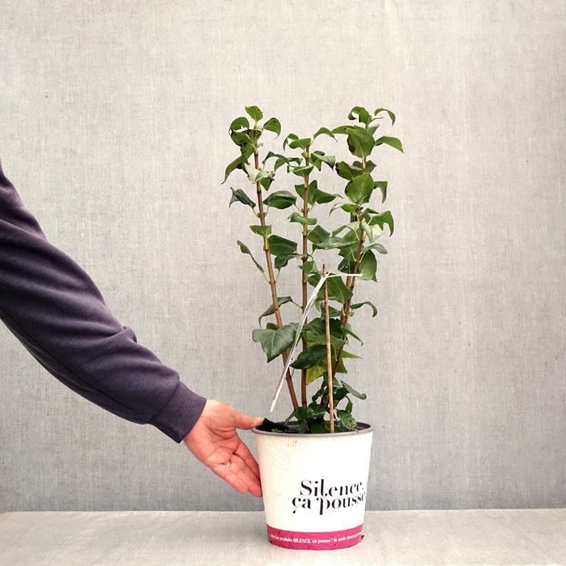 Exemplar von Edelflieder Comtesse D'harcourt - Syringa vulgaris Topf mit 4L/5L wie im Herbst geliefert