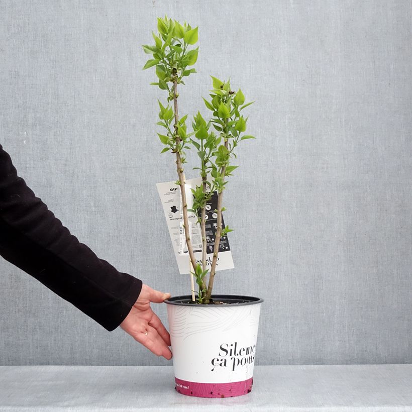 Exemplar von Edelflieder Comtesse D'harcourt - Syringa vulgaris Topf mit 4L/5L wie im Frühjahr geliefert