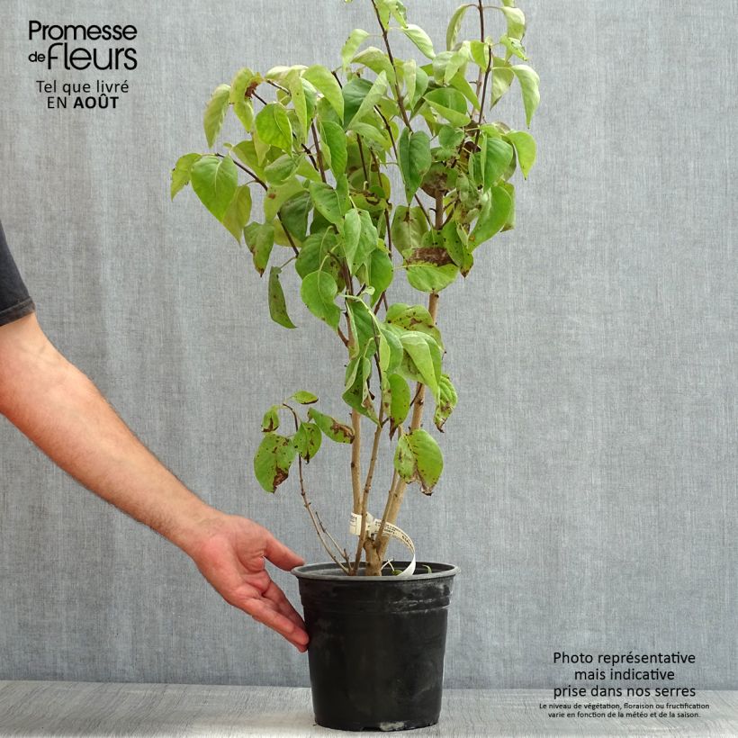 Exemplar von Edelflieder Kindy Rose - Syringa vulgaris Topf mit 4L/5L wie im Sommer geliefert