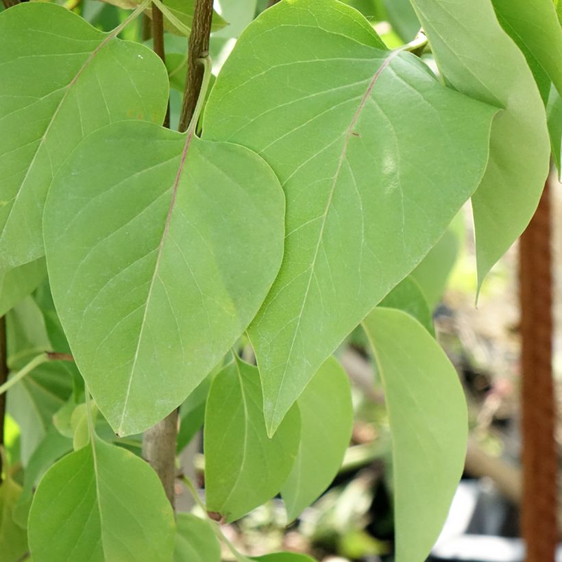 Edelflieder Kindy Rose - Syringa vulgaris (Foliage)