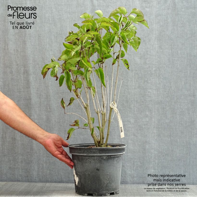 Exemplar von Edelflieder Kindy Rose - Syringa vulgaris Topf mit 7,5L/10L wie im Sommer geliefert