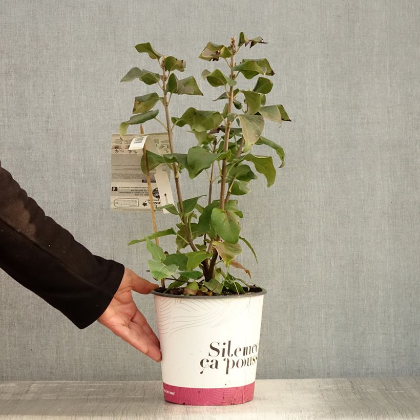 Example of Edelflieder Konchalovskii - Syringa vulgaris Topf mit 4L/5L as you get in automne