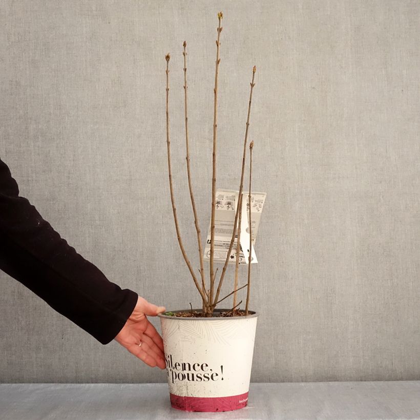 Exemplar von Edelflieder Konchalovskii - Syringa vulgaris Topf mit 4L/5L wie im Winter geliefert