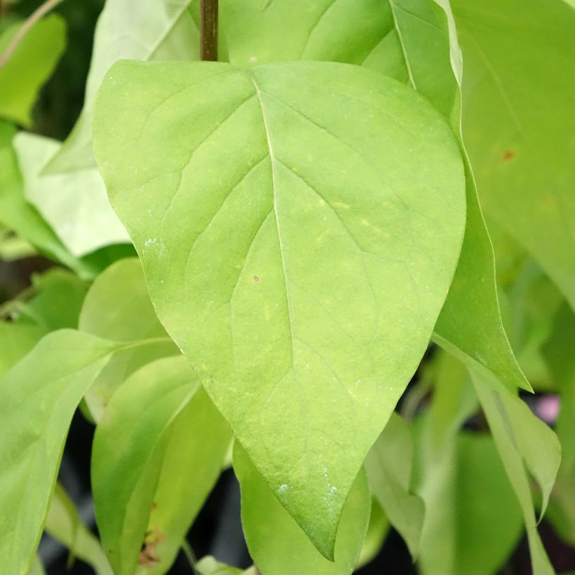 Edelflieder Znamya Lenina - Syringa vulgaris (Foliage)