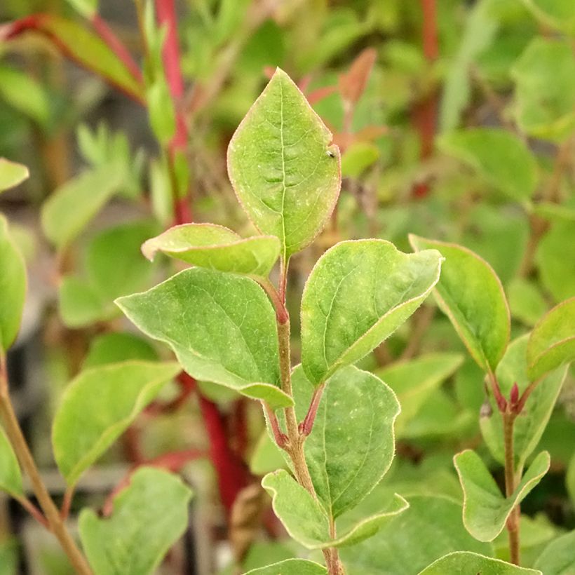 Zwerg-Duftflieder Josée - Syringa velutina (Foliage)