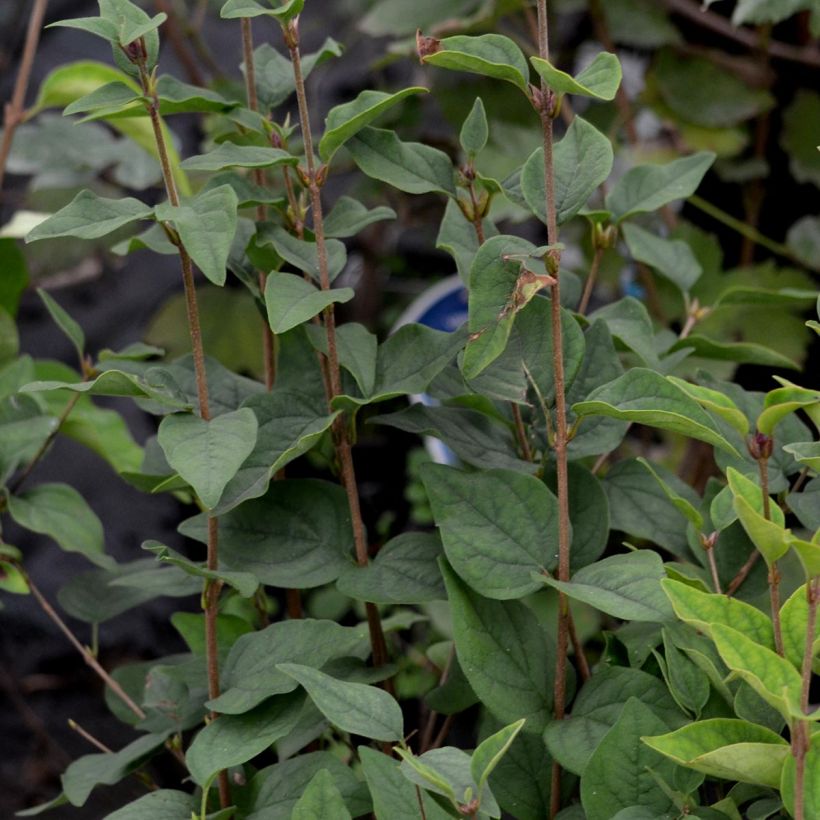 Zwerg-Flieder Superba - Syringa microphylla (Foliage)