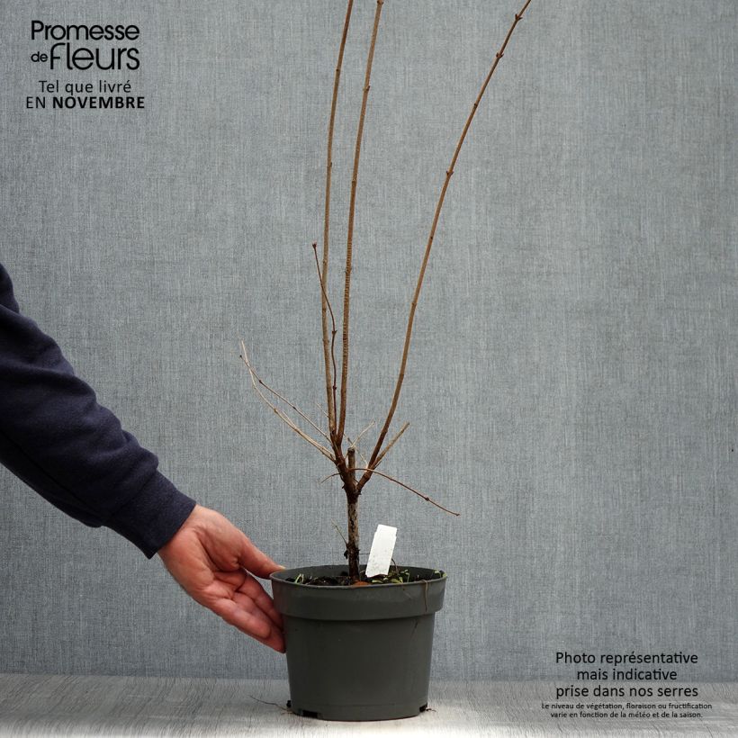 Example of Zwerg-Flieder Superba - Syringa microphylla Topf mit 2L/3L as you get in automne