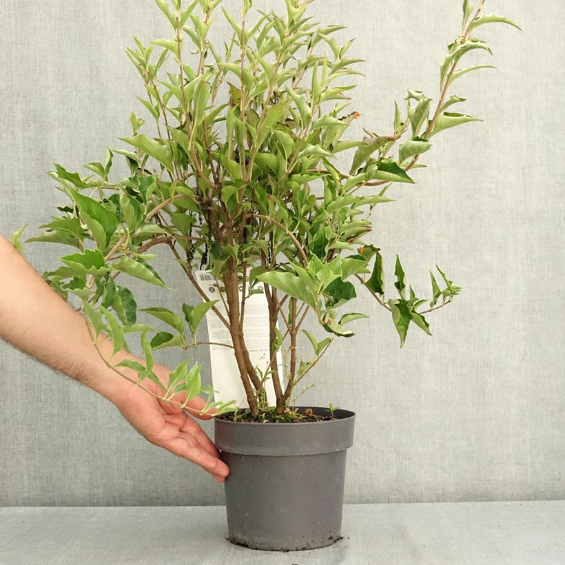 Exemplar von Koreanischer Flieder Dream Cloud - Syringa patula  Topf mit 3L/4L wie im Sommer geliefert